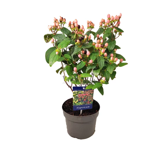 Hypericum 'Miracle Blossom' / Orbáncfű