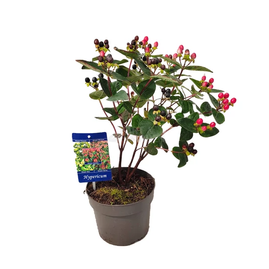 Hypericum 'Miracle Grandeur' / Orbáncfű