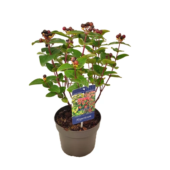 Hypericum 'Miracle Marvel' / Orbáncfű
