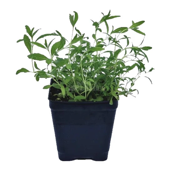 Hyssopus officinalis / Kerti izsóp