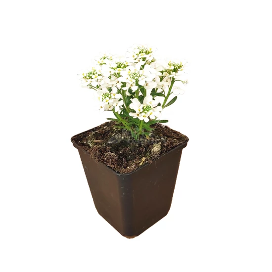 Iberis sempervirens 'Nevina'  / Örökzöld tatárvirág