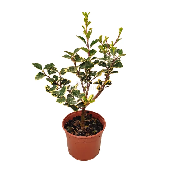 Ilex aquifolium 'Aureomarginata' / Tarkalevelű magyal