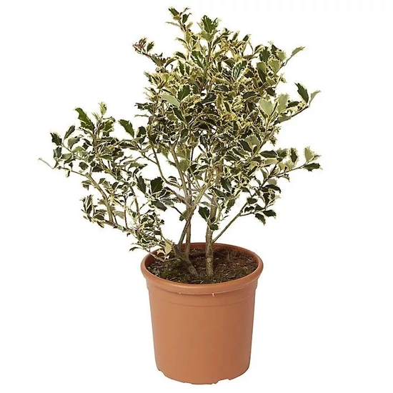 Ilex aquifolium 'Aureomarginata' / Tarkalevelű magyal