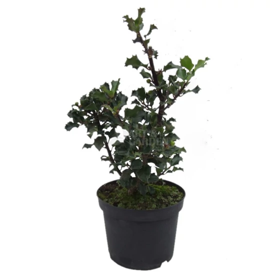 Ilex meserveae 'Blue Angel' / Kék magyal