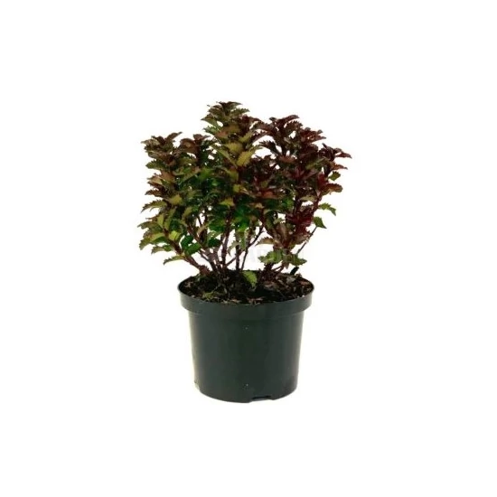 Ilex meserveae 'Little Rascal' / Törpe magyal