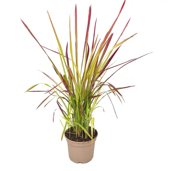 Imperata cylindrica 'Red Baron' / Vörös alangfű