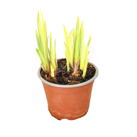Iris pseudacorus 'Variegata' / Mocsári nőszirom