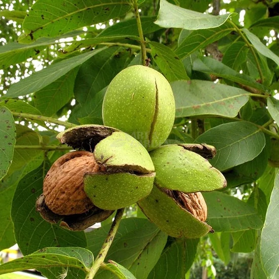 Juglans regia 'Milotai 10' / 'Milotai 10' diófa