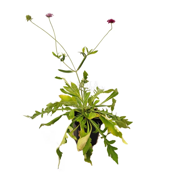 Knautia macedonica / Macedón varfű
