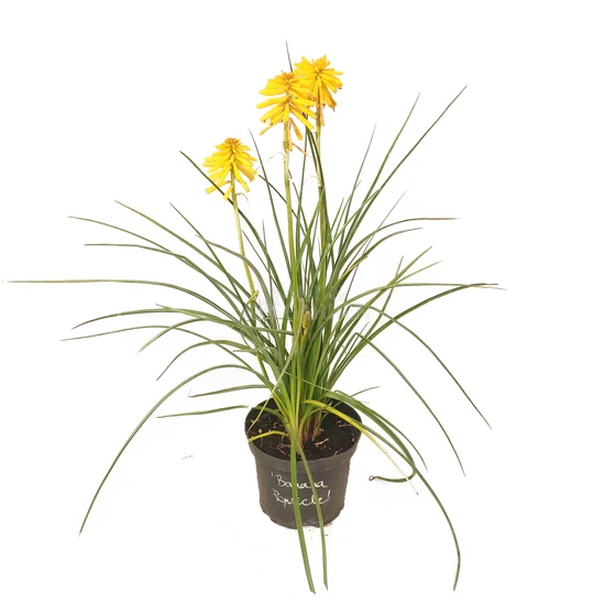 Kniphofia hybrida 'Banana Popsicle' / Fáklyaliliom