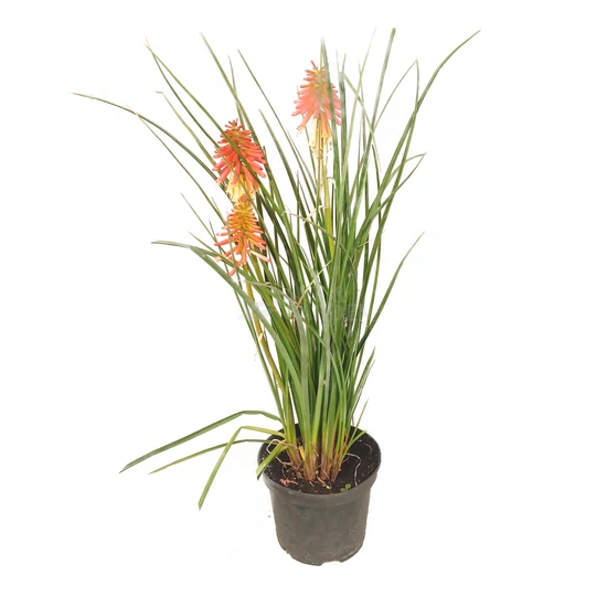 Kniphofia hybrida 'Papaya Popsicle' / Fáklyaliliom