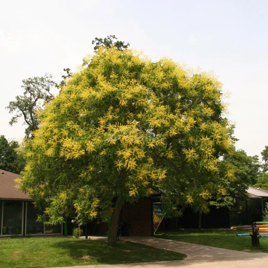 Koelreuteria paniculata  / Bugás csörgőfa