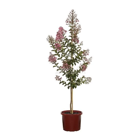Lagerstroemia indica 'Berry Dazzle' / Rózsaszín virágszínű kínai selyemmirtusz