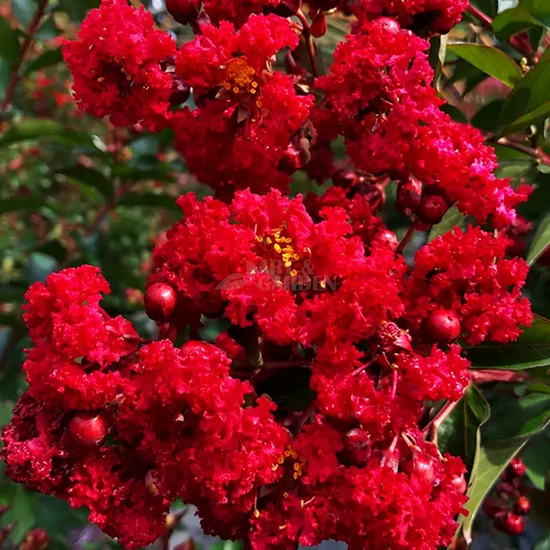 Lagerstroemia indica 'Red Magic / Piros virágszínű kínai selyemmirtusz (1/2 törzses)