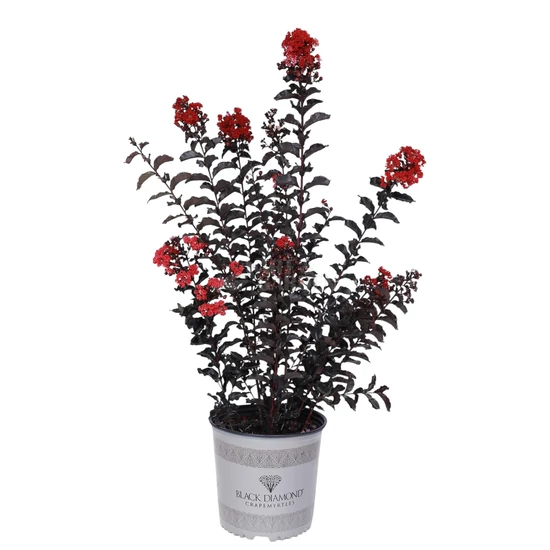 Lagerstroemia 'Red Hot' / Piros virágszínű bordó levelű kínai selyemmirtusz