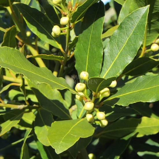 Laurus nobilis / Nemes babér