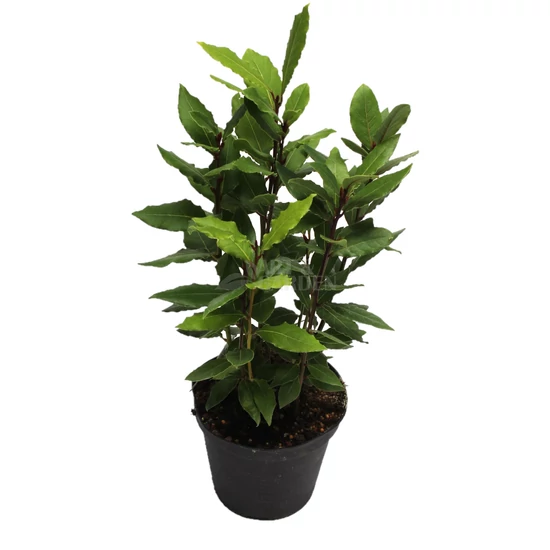 Laurus nobilis / Nemes babér