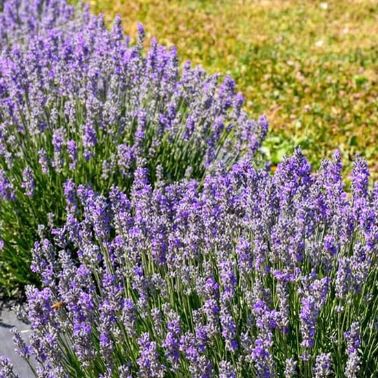Lavandula angustifolia 'Dwarf Blue' / Közönséges levendula