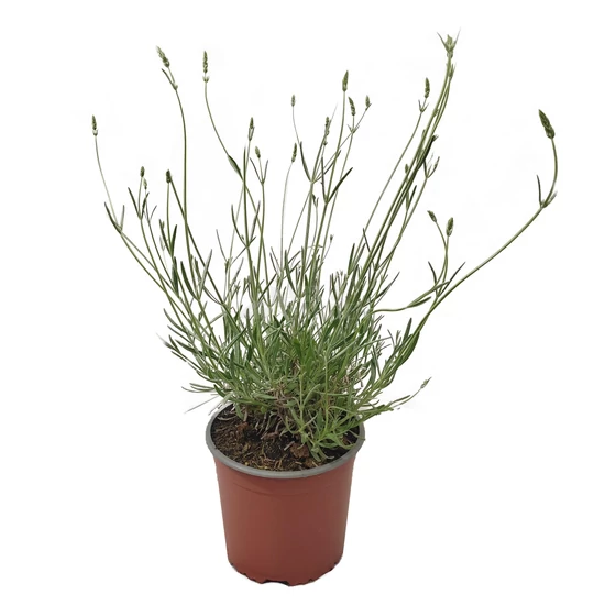 Lavandula angustifolia 'Edelweiss' / Fehér virágú levendula