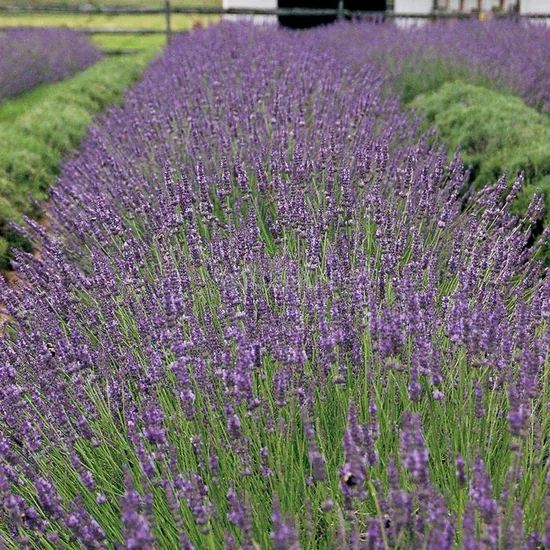 Lavandula x intermedia 'Phenomenal' / Angol levendula