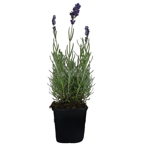 Lavandula 'Hidcote Blue' / Sötétkék levendula