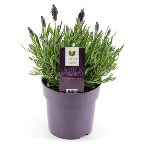 Lavandula stocheas / Tollas levendula
