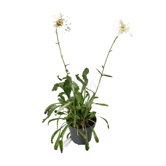 Leucanthemum x superbum 'Crazy Daisy' / Évelő margaréta