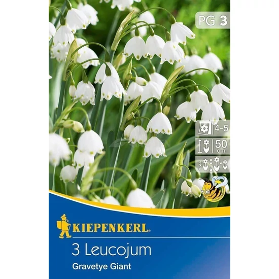 Leucojum aestivum 'Gravetye Giant' / Nyári tőzike virághagyma