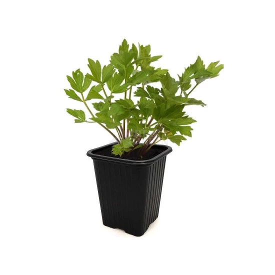 Levisticum officinale / Lestyán