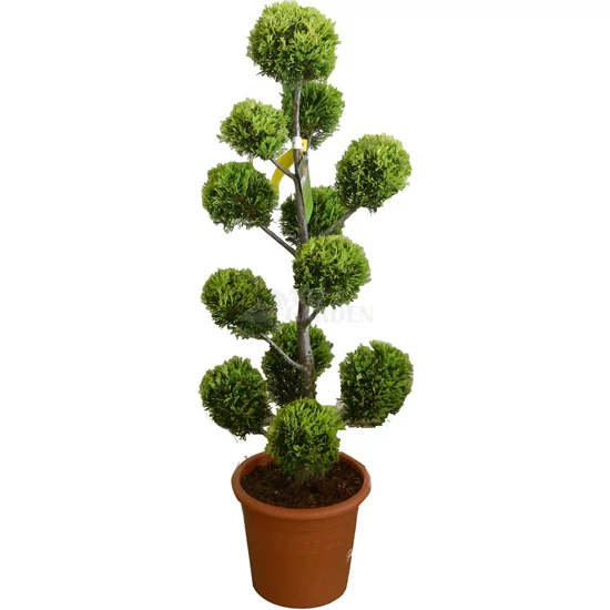 xCupressocyparis leylandii 'Castlewellan Gold' pom-pom / Leylandi ciprus