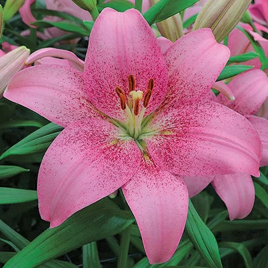 Lilium 'Asiatic Pink' / Ázsiai liliom