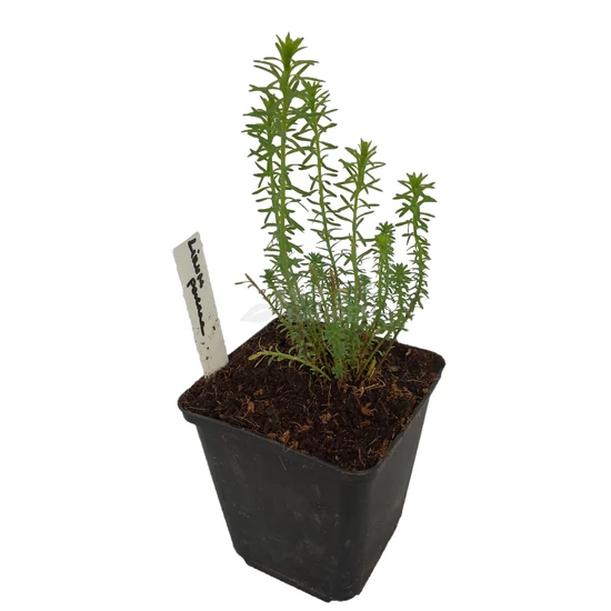 Linum perenne / Évelő len