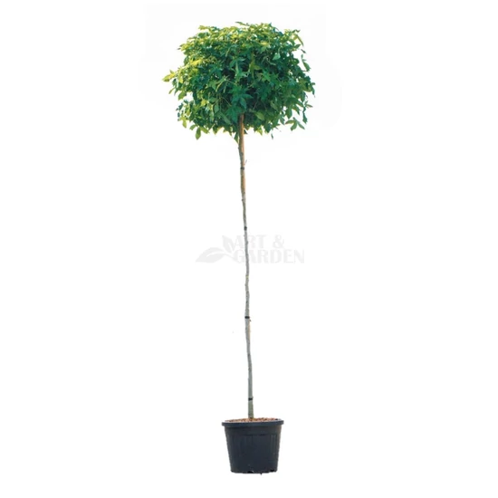Liquidambar styraciflua 'Gumball' / Gömb amerikai ámbrafa (3/4 törzses)