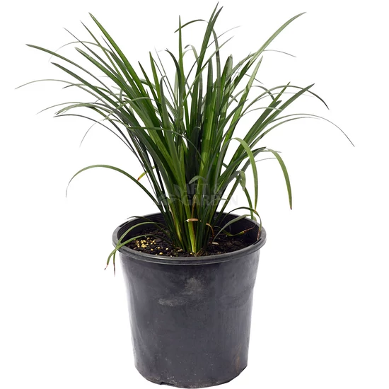 Liriope muscari / Gyöngyikés gyepliliom