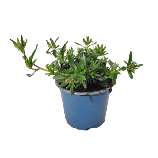 Lithodora diffusa 'Tidepool Sky Blue' / Alacsony kőmagcserje