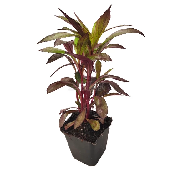 Lobelia speciosa 'Starship Scarlet Bronze Leaf' / Piros virágszínű pompás lobélia