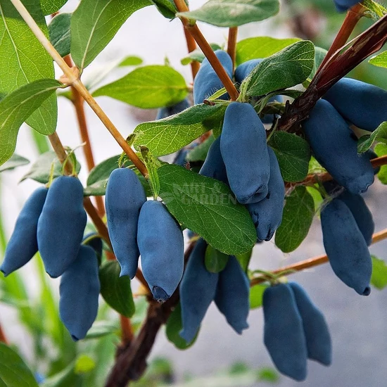 Lonicera caerulea var. kamtschatica 'Aurora' / Kamcsatkai mézbogyó