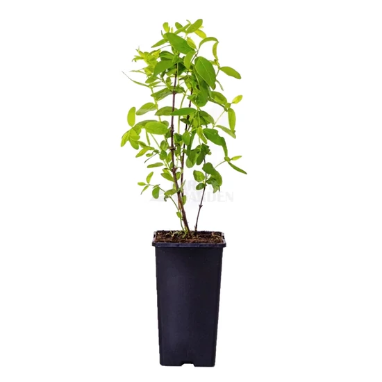 Lonicera caerulea var. kamtschatica 'Jugana' / Kamcsatkai mézbogyó