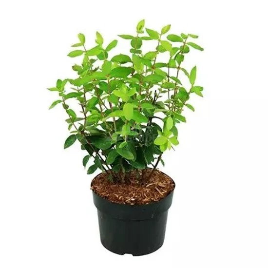 Lonicera caerulea var. kamtschatica 'Wojtek' / Kamcsatkai mézbogyó