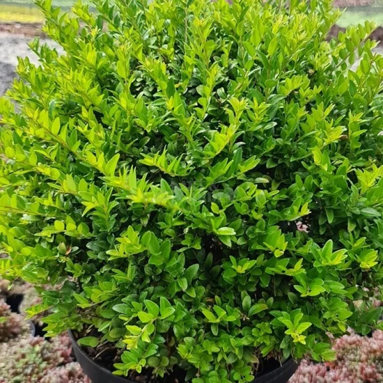 Lonicera nitida 'Maigrün' / Terülő mirtuszlonc