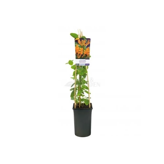 Lonicera tellmanniana / Magyar lonc