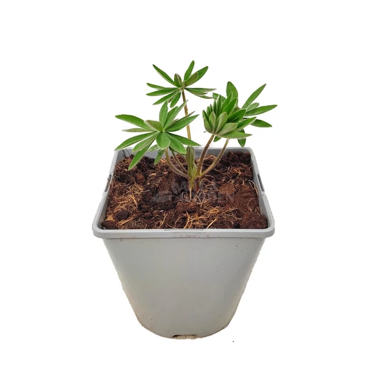 Lupinus polyphyllus 'The Chatelaine' / Erdei csillagfürt