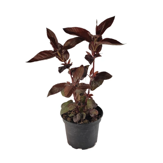 Lysimachia ciliata 'Firecracker' / Bordó levelű lizinka