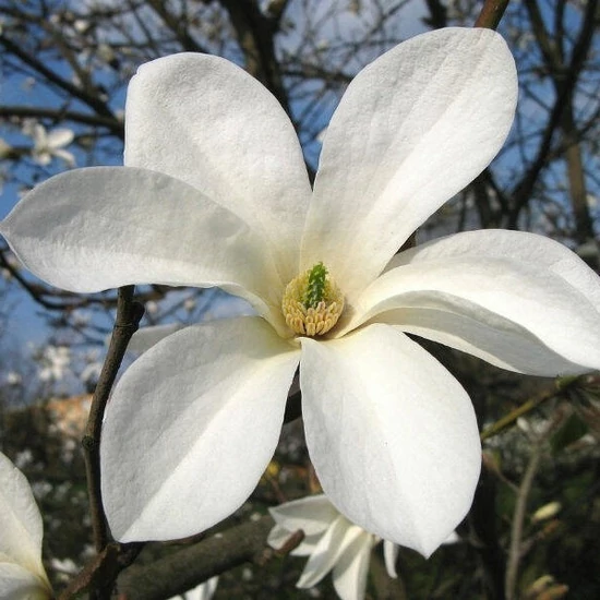 Magnolia kobus / Japán liliomfa