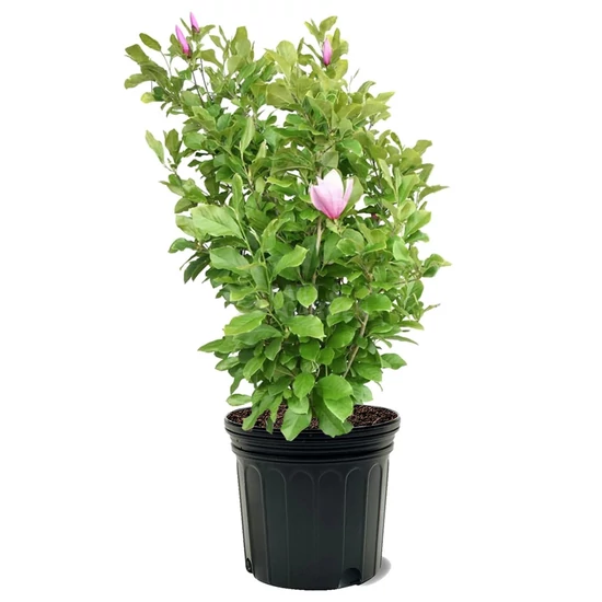Magnolia x soulangeana / Nagyvirágú liliomfa