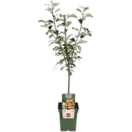Malus domestica 'Elstar' / 'Elstar' balkon almafa