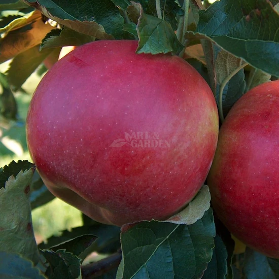 Malus domestica 'Idared' / 'Idared' almafa