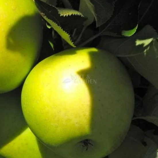 Malus domestica 'Mutsu' / 'Mutsu' almafa