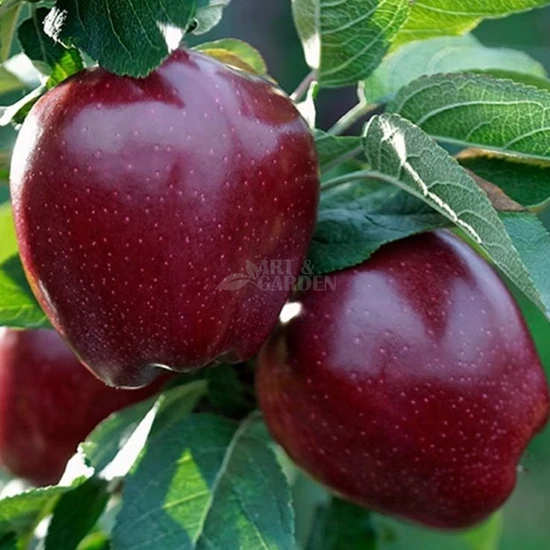 Malus domestica 'Starking' / 'Starking' almafa