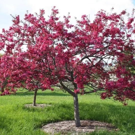 Malus 'Royalty' / Vöröslevelű díszalma